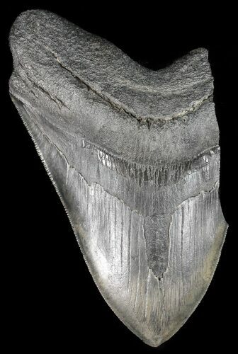 Partial, Serrated Megalodon Tooth - Georgia #51014
